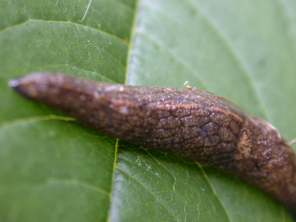 E'' un Limax ...!!! (Tandonia budapestensis)